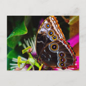 Passiflora VIOLACEAとBlue morpho蝶 ポストカード (裏面)