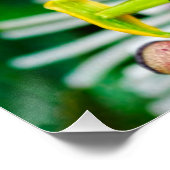 Passiflora VIOLACEA and a Blue morpho butterfly ポスター (コーナー)