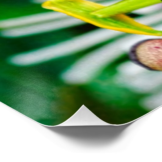 Passiflora VIOLACEA and a Blue morpho butterfly ポスター (コーナー)