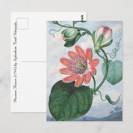 Passion Flower (1799)、Sydenham Teak Edwards著。 ポストカード (正面/裏面)
