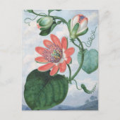 Passion Flower (1799)、Sydenham Teak Edwards著。 ポストカード (正面)