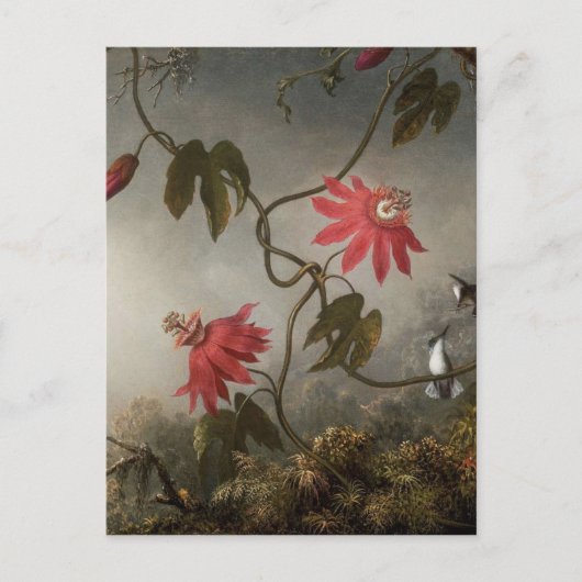 Passion Flowers with Hummingbirds by Martin Johnso ポストカード (正面)