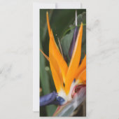 Passion in Paradise熱帯結婚式招待状 招待状 (裏面)