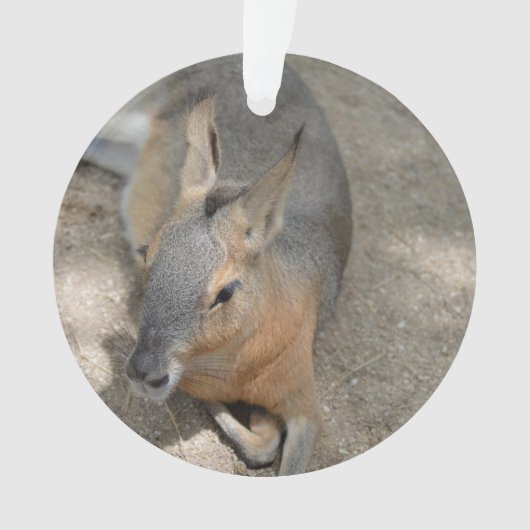 patagonian cavyの動物の休息動物 オーナメント (正面)