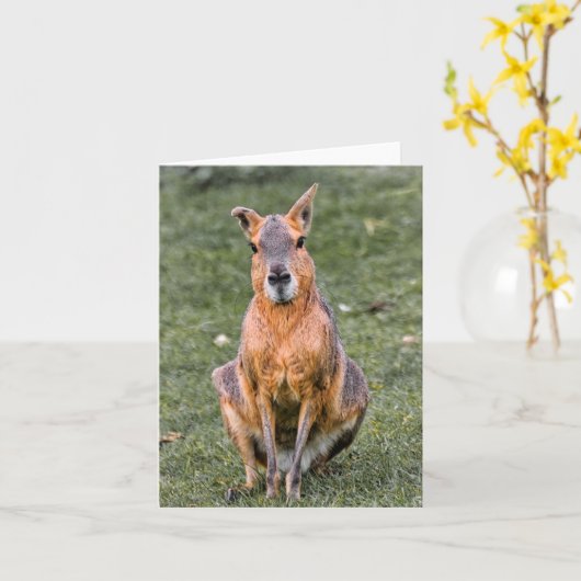 Patagonian Mara カード (黄色い花)