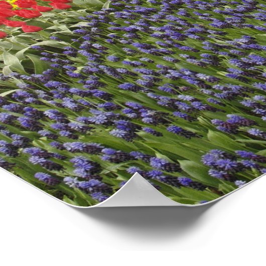 Pathway of Grape Hyacinth, daffodils, and ポスター (角)