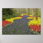 Pathway of Grape Hyacinth, daffodils, and ポスター (正面)