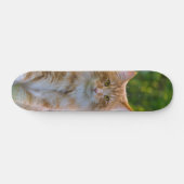 Patineta Gato Peludo Marrón Y Blanco Mirando スケートボード (横)