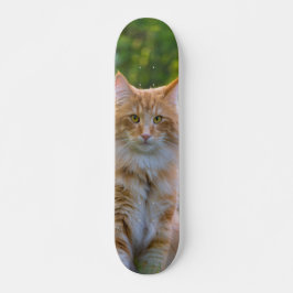 Patineta Gato Peludo Marrón Y Blanco Mirando スケートボード
