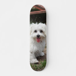 Patineta Perro Pequeño Blanco Y Peludo スケートボード