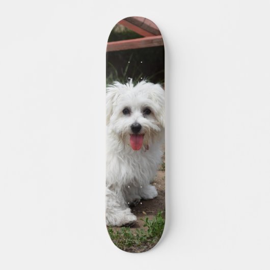 Patineta Perro Pequeño Blanco Y Peludo スケートボード (正面)