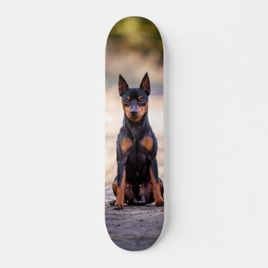 Patineta Perro Pinscher Miniatura Sentado スケートボード (正面)