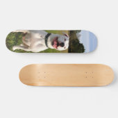 Patineta Pitbull Blanco Sentado En El Campo スケートボード (横)