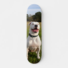 Patineta Pitbull Blanco Sentado En El Campo スケートボード