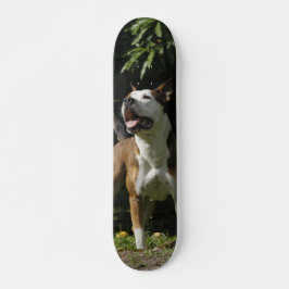 Patineta Pitbull Marrón Y Blanco Observando スケートボード