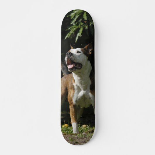 Patineta Pitbull Marrón Y Blanco Observando スケートボード (正面)