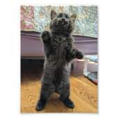 Patsy the Baby Bear (but older) フォトプリント (正面)