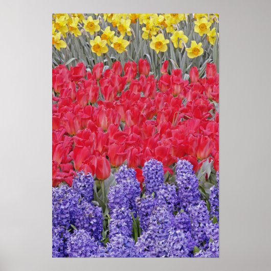 Pattern of hyacinth, tulips, and daffodils, ポスター (正面)
