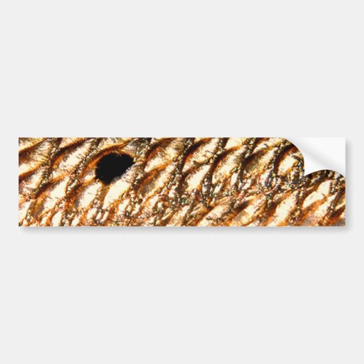 PatternWear©著"Redfish"の-赤いドラム バンパーステッカー (正面)