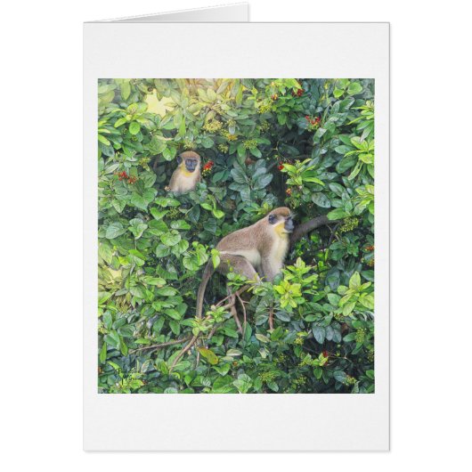 Paul McGehee「Monkeying」のまわりにカード (正面)