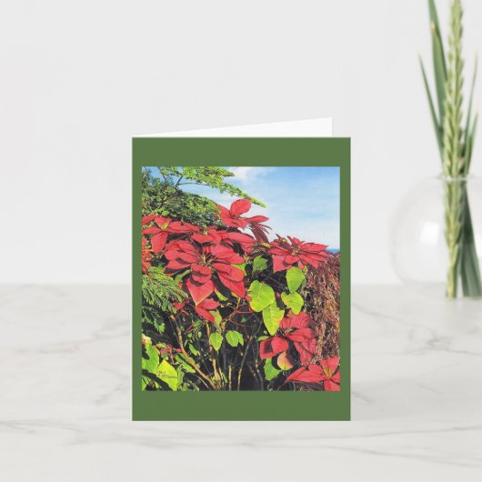 Paul McGehee "Pointsettias"カード シーズンカード (正面)