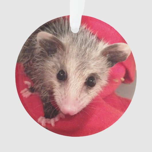 Paulee南インディアナからの小さいO'Possum オーナメント (正面)