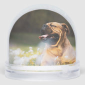 Paw Printes Forever 恋しく思 Name Dog Photo (裏面)