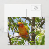 Paws Hereポストカード「Olivia」 ポストカード (正面/裏面)