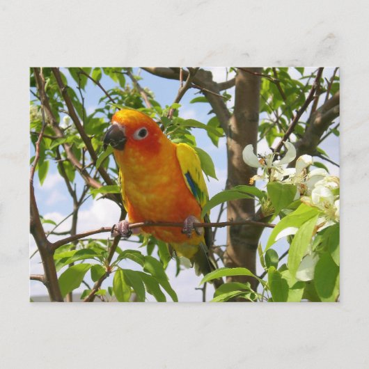 Paws Hereポストカード「Olivia」 ポストカード (正面)