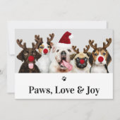 Paws Love and Joy Dog Christmas 5フォトカード 招待状 (正面)