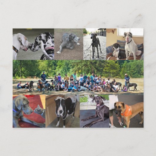 PDXDanesポストカード ポストカード (正面)