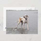 PDXDanes Fynnポストカード2011 ポストカード (正面/裏面)