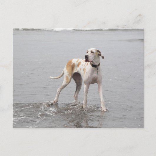 PDXDanes Fynnポストカード2011 ポストカード (正面)