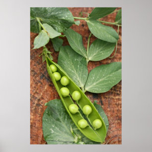 Pea Podポスター ポスター