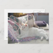 Peace猫ちゃんはがき ポストカード (正面/裏面)