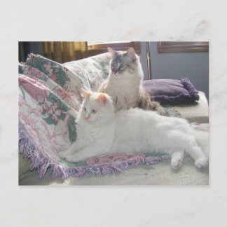 Peace猫ちゃんはがき ポストカード