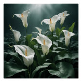 peace lilies ポスター (正面)