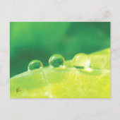 Peaceful, Elegant, Dew Drops on Leaf Nature ポストカード (正面)