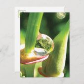 Peaceful Red and Green Flower with Dew ポストカード (正面/裏面)