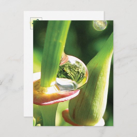 Peaceful Red and Green Flower with Dew ポストカード (正面/裏面)