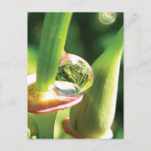 Peaceful Red and Green Flower with Dew ポストカード (正面)