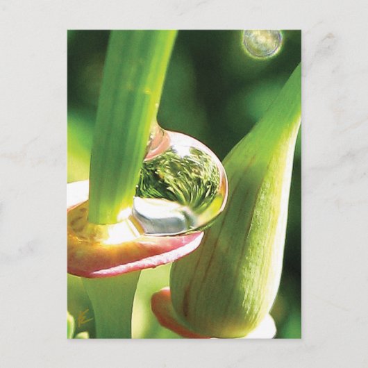 Peaceful Red and Green Flower with Dew ポストカード (正面)