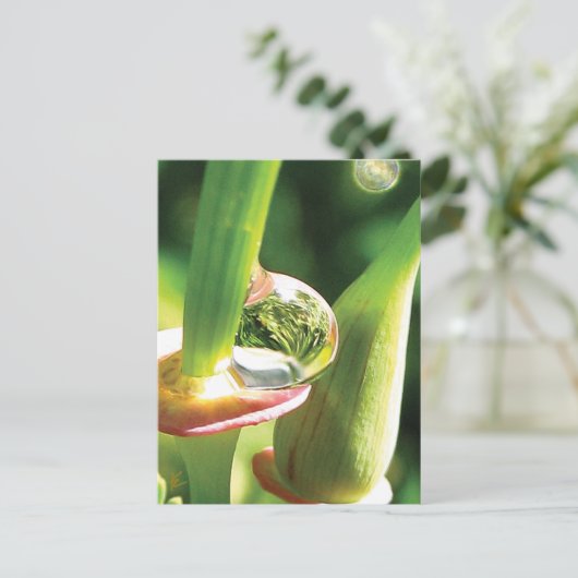 Peaceful Red and Green Flower with Dew ポストカード (スタンド正面)