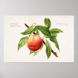 Peach Bough (Prunus Persica) Fruit Painting ポスター