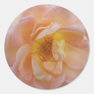 Peach-Colored Rose ラウンドシール