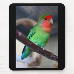 Peach-faced lovebird マウスパッド