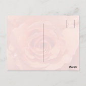 Peach Rose Postcard ポストカード (裏面)