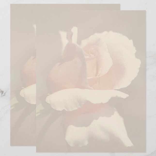 Peach Rosebud Flower Nature レターヘッド (正面/裏面)