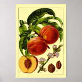 Peaches Vintage 1796 Botanical Art ポスター (正面)