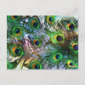 Peacockテーブ誇りを持ったル番号セット1116 ポストカード (裏面)